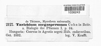 Tarichium megaspermum image